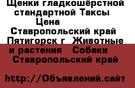 Щенки гладкошёрстной стандартной Таксы › Цена ­ 3 000 - Ставропольский край, Пятигорск г. Животные и растения » Собаки   . Ставропольский край